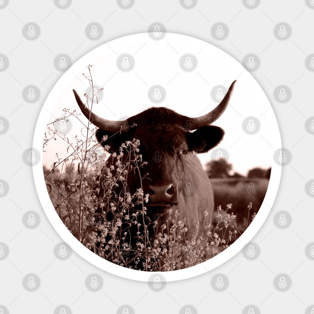 Hidden Gem Alert: This Sepia Cow Portrait Is Pure Magic! Magnet by Dutch.View.22